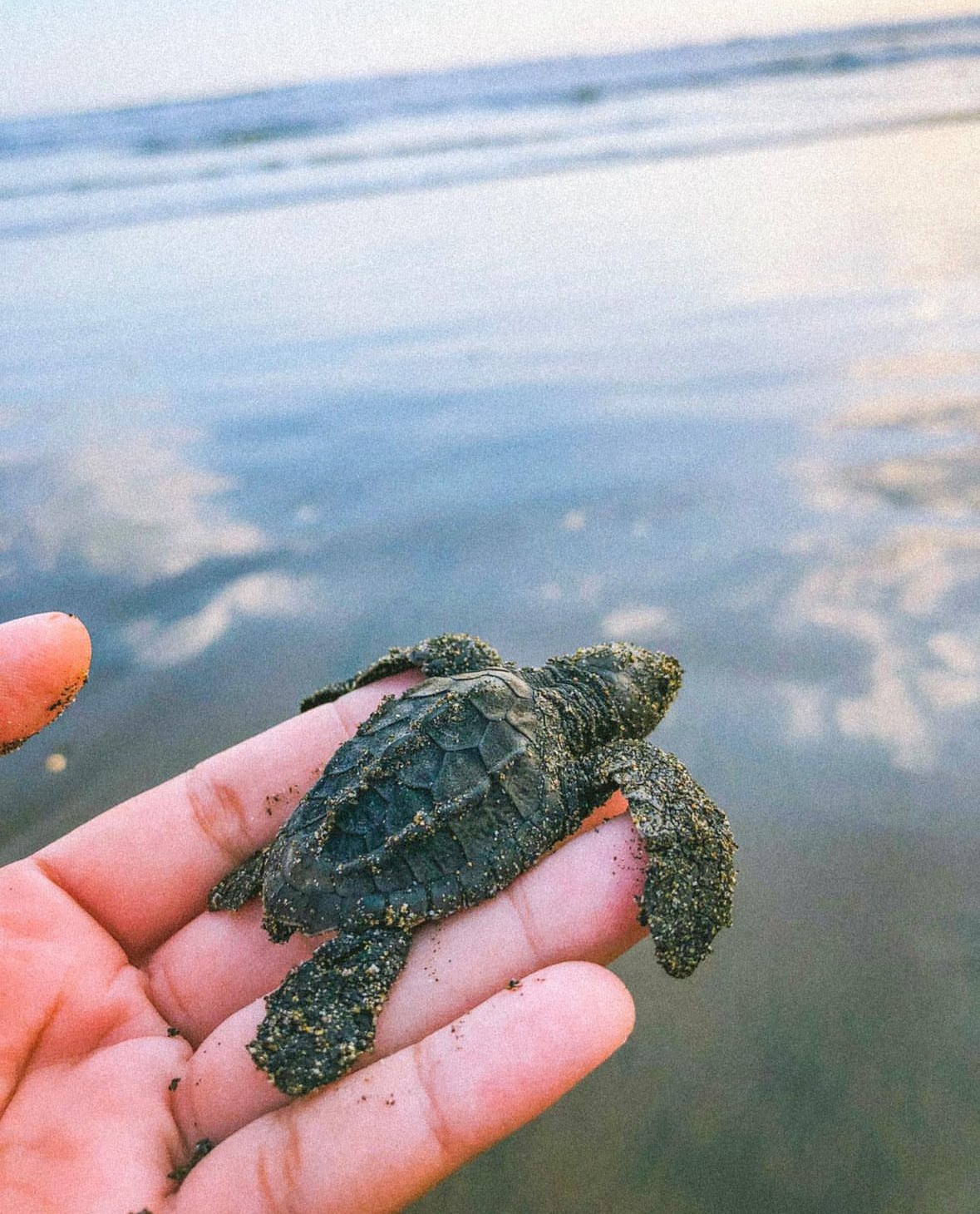 Liberación de Tortugas